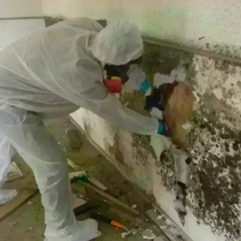 Mold Remediation and Removal in Roselle Park, NJ